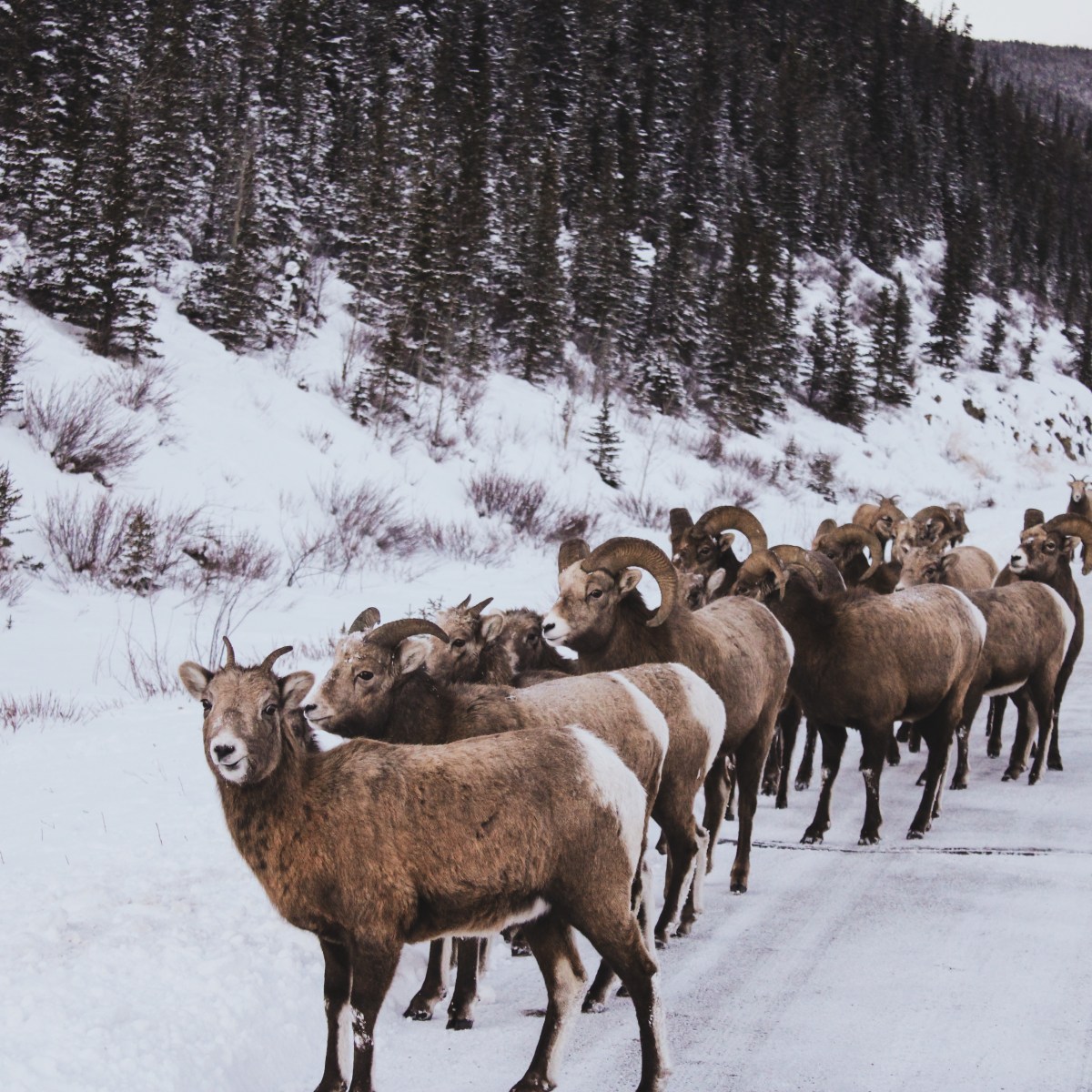 Wild bighorn sheep, too close for&nbsp;comfort